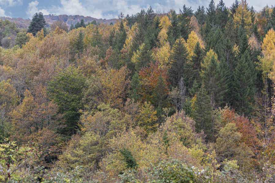 Comunidad Foral de Navarra 070 - Selva de Irati.jpg